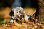 English Setter Puppy