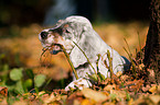 English Setter Puppy