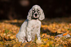 English Setter Puppy