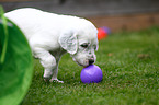 English Setter Puppy