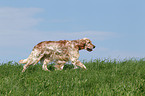 walking English Setter