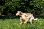 walking English Setter