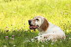 lying English Setter