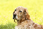 English Setter Portrait