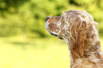 English Setter Portrait