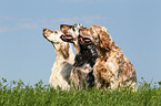 3 English Setter