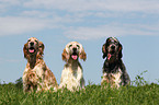 3 English Setter