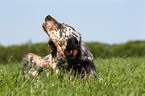 English Setter