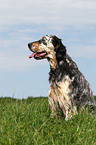 sitting English Setter