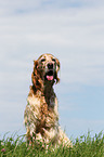 sitting English Setter