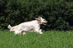 running English Setter