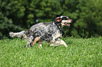 running English Setter