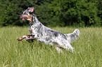 running English Setter