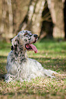 lying English Setter