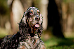 English Setter Portrait