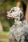 English Setter Portrait