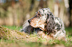 lying English Setter