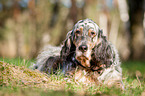 lying English Setter