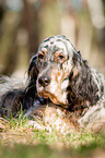 lying English Setter