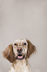 English Setter Portrait