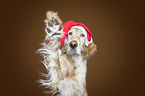 English Setter gives paw