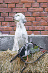 English Setter