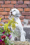 English Setter