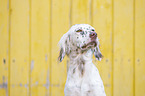 English Setter