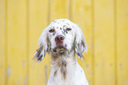 English Setter portrait