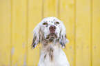 English Setter portrait