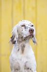 English Setter