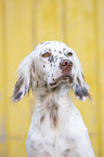 English Setter