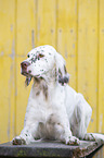 lying English Setter