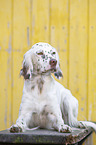 lying English Setter