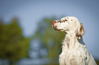 English Setter portrait