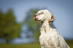 English Setter portrait