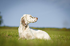 lying English Setter