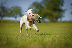 running English Setter