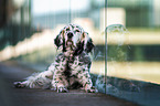 lying English Setter