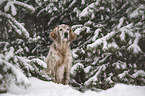 English Setter in the winter