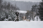 English Setter in the winter