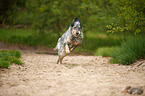 running English Setter