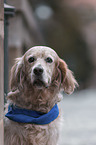 female English Setter