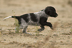 English Setter Puppy