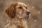 English Setter Portrait