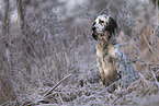 sitting English Setter