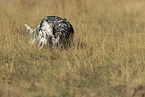 English Setter