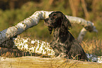 sitting English Setter