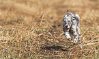 running English Setter