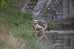 English Setter